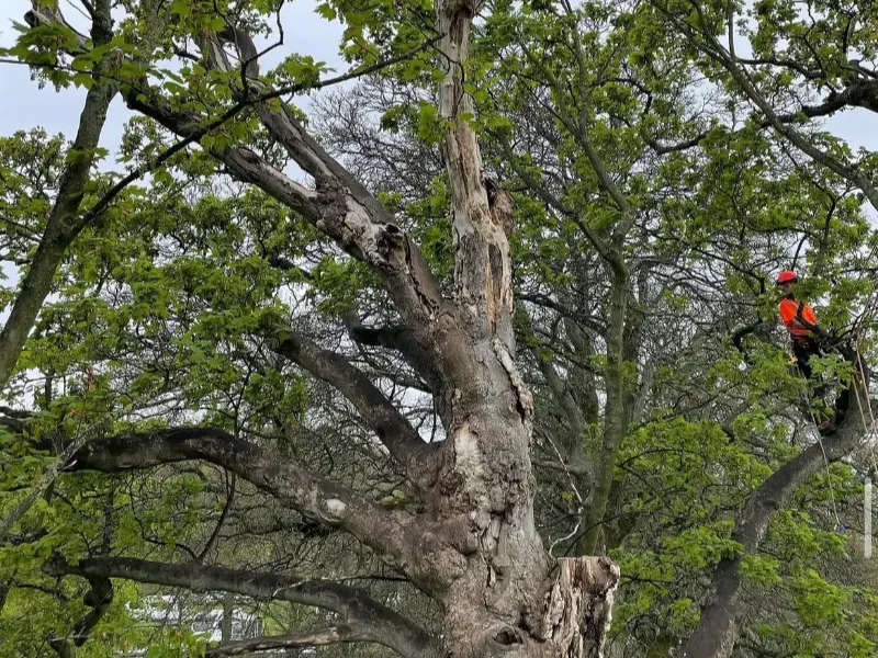 Tree Surgery