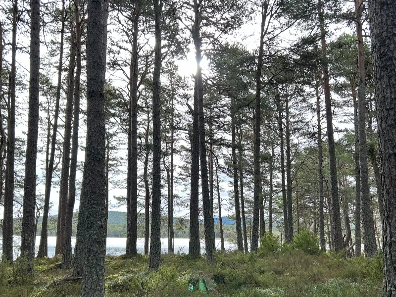 Woodland Management